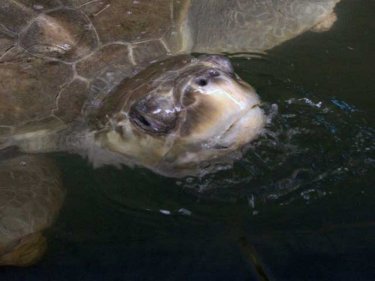 A chance to help the turtles in a healthy way