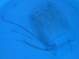 Phuket Jellyfish Alert: 'Boxie' Caught, Diver Stung