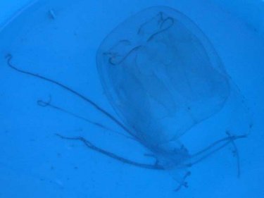 This box jellyfish was captured recently at Yacht Haven Marina