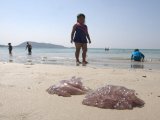 Yuk! Jellyfish Plague Invades Patong Beach