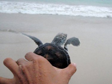 Phuket turtles are going swimmingly with help from new technology
