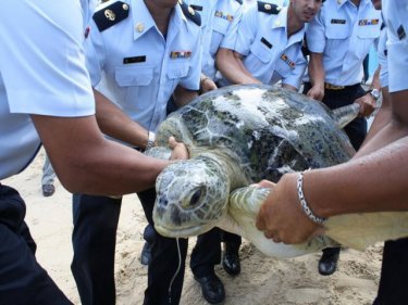 With a little help, Phuket's elderly turtle heads for the water once more