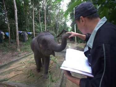 Little hurt Pedpee greet the elephant doctor of Phuket