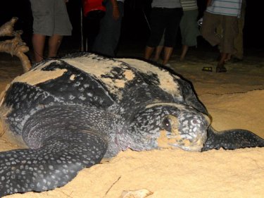 The giant leatherback in 'Greater Phuket' just a few days ago