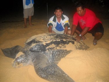 The giant turtle, a welcome return tourist to 'Greater Phuket' anytime