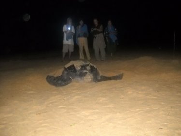 The Great Leatherback Comeback: a 300 kilo giant in 'Greater Phuket'