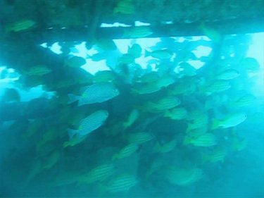 Fish appear to be plentiful around Phuket's artificial reef at Bang Tao