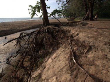 Phuket tragedy: another Nai Yang beach tree about to topple