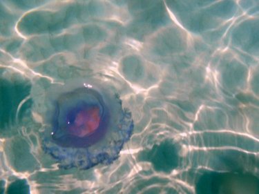 Non-deadly (but best avoided) jellyfish sometimes found off Phuket beaches