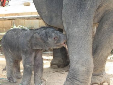 A baby elephant born on Phuket in February
