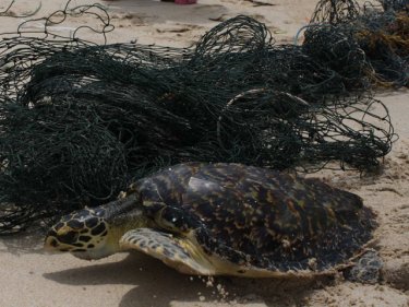This turtle was washed ashore at Kata Noi beach on Monday. Locals cut the creature free from fishing net and it was reported to be making good progress
