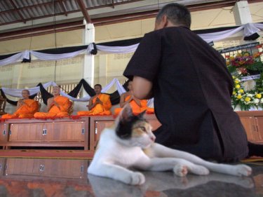 A cat joins mourners at the ceremony for a Swedish pauper on Phuket