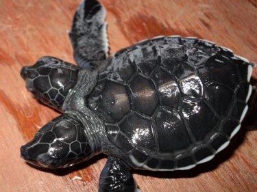 Two heads give this turtle the nod over the one-headed variety