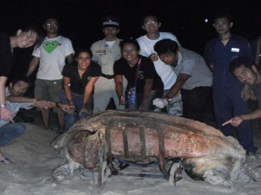 Death of the leatherback line . . . sad sight on a Phuket beach last night