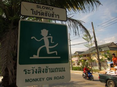 Monkey business afoot in the mangroves of Phuket's Koh Sireh region