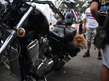 Big bike, small dog. Just one of many intriguing sights at a Phuket park