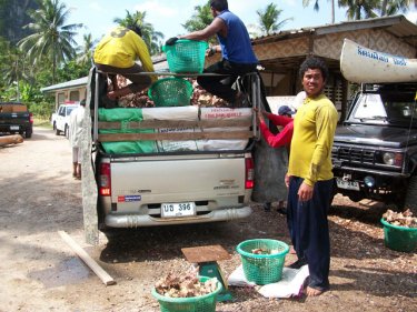 A succulent haul of shellfish, allegedly poached by Phuket sea gypsies