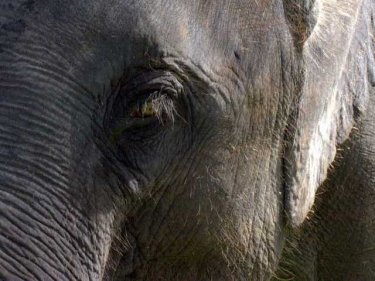 Elephants Butchered, Phuket Purchase; Phuket Tourism Beats Terror; Big C Moves; Phuket Events