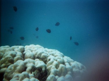 Bleached coral off Phuket's Nai Harn beach. Overheated water is the cause