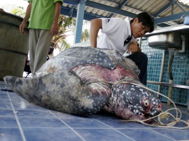 A giant has fallen: the massive dead leatherback is examined on Phuket