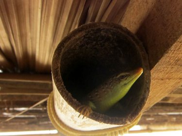 Phuket wildlife spotted in a bamboo pole at Laem Sing beach yesterday