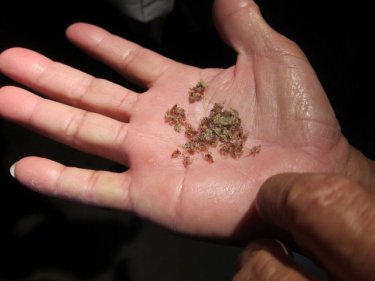 Millions of the tiny crabs have been washed to their deaths on Phuket