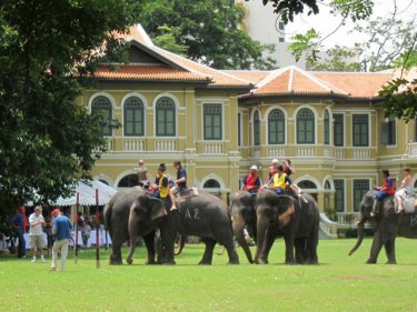 Elephants trunk on the lawn? Phuket's biggest ears in a polo flap