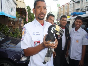 On a wing and a prayer: rescuers saved this Phuket hornbill today
