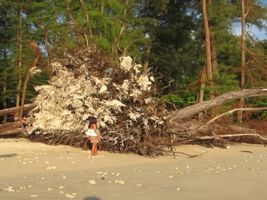 Giant toppled: one of the big Phuket trees on the sand at Nai Yang