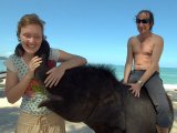 Phuket Elephants: Tourism Heavy Haulers