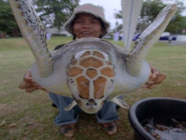 Humans seem confused: turtles may be the saving of Phuket