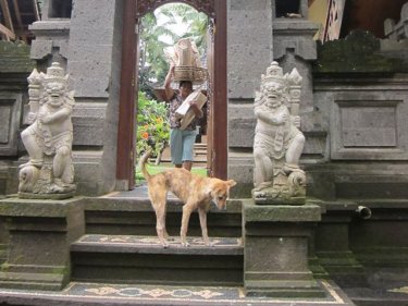 Rabies causes treatment problems for travellers to Bali
