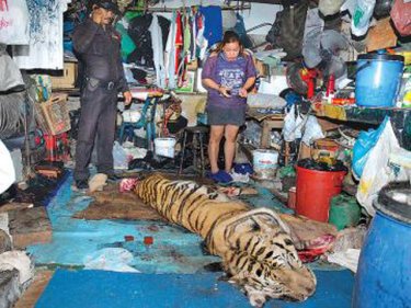 A tiger in the process of being stuffed lies dead in a Bangkok guesthouse