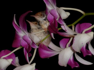 A Phuket visitor captured these lovebirds among the orchids