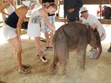 Phuket Greets Newborn Baby Elephant, Saifon