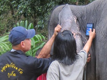 Changs for the memory . . . an elephant being checked on Phuket today
