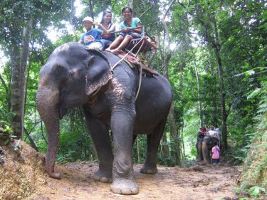 Elephants are a popular part of tourism on Phuket and around the Andaman