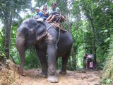 One Phuket Elephant Suspected of Being Poached (But not Eaten)