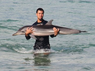 Safe in the arms of a Phuket rescuer, the dolphin comes ashore today