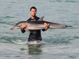 Phuket Embraces a Dolphin Suffering in Phuket's Surf