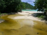 Greed, Buried Trash, Bad Water 'Killing Phuket's Racha Island Gem'