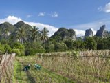 Phuket Trail Blazers Carve an Emerald  Jungle Pathway