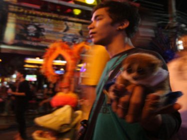 Soi Bangla horror show: a captive loris in the palm of a tout's hand