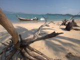 Rare Phuket Sea Urchin Beaching Sparks Eco Concerns