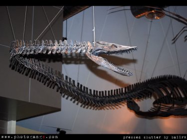 Dinosaurs are on their way to Phuket for an exhibition in August-September