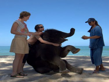 No torture trade as tourists have fun with a young elephant on Phuket
