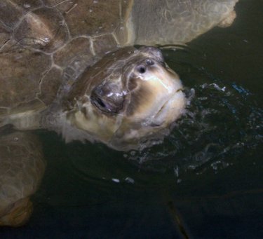 Lentamente ma inesorabilmente, i misteri di tartarughe fuga di Phuket sono rivelate