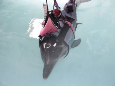 The dolphin suspended in the Phuket pool so she can stay alive