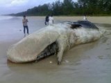Beached Whale Becomes Land Lubber Blubber in Phang Nga