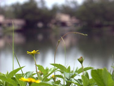 Lagoons help Laguna retain a balance with its manmade greenery